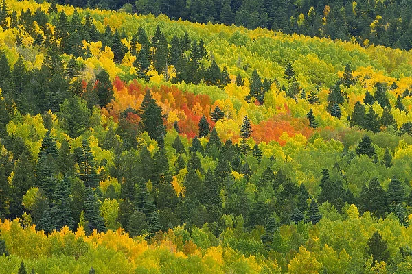 Quaking aspen in stages of color on Baldy mountain, Populus tremuloides, New Mexico