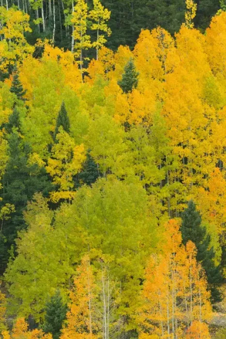 Framed Print : Quaking aspens in a fall glow on the side of Bald Mountain in the southern Rocky Framed Print : Quaking aspens in a fall glow on the side of Bald Mountain in the southern Rocky