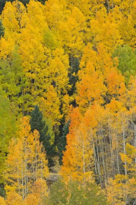 Framed Print : Quaking aspens in a fall glow on the side of Bald Mountain in the southern Rocky Framed Print : Quaking aspens in a fall glow on the side of Bald Mountain in the southern Rocky