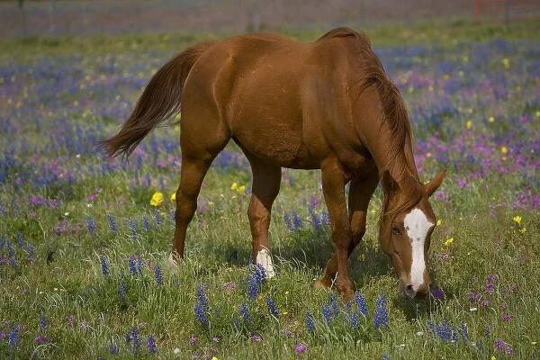 Quarter Horse in field of wildflowers Devine Texas