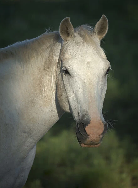 Quarter horse, Philmont Scout Ranch, Cimarron, NM