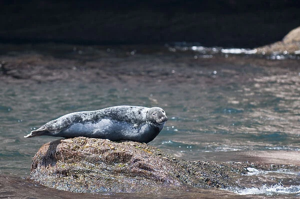 Quebec, Canada. Grey seal near Rocher Perce (Perce Rock)