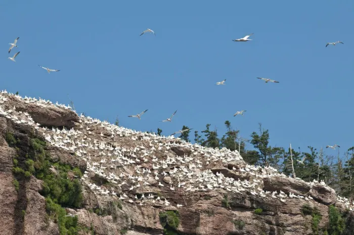 Framed Print : Quebec, Canada. Northern Gannet colony Ile Bonaventure offshore of Perce