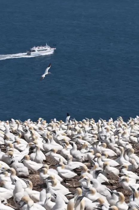 Framed Print : Quebec, Canada. Northern Gannet colony Ile Bonaventure offshore of Perce
