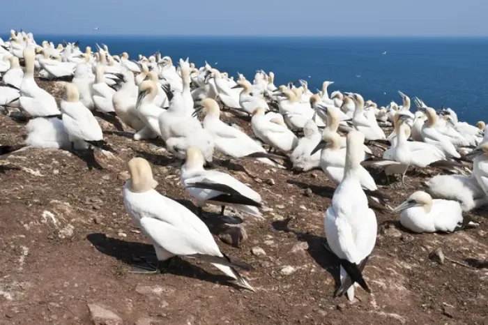 Framed Print : Quebec, Canada. Northern Gannet colony Ile Bonaventure offshore of Perce Framed Print : Quebec, Canada. Northern Gannet colony Ile Bonaventure offshore of Perce