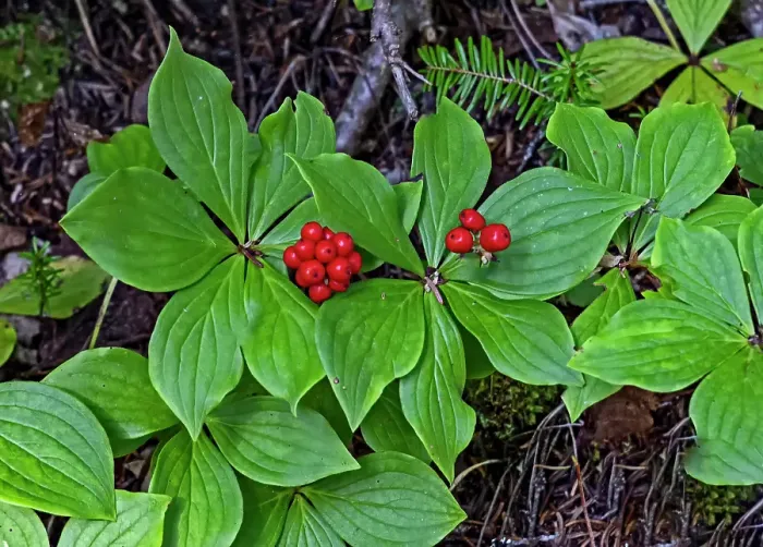 Framed Print : Quebec, Havre-Saint-Pierre, Canada. Archipelago National Park, Canadian bunchberry