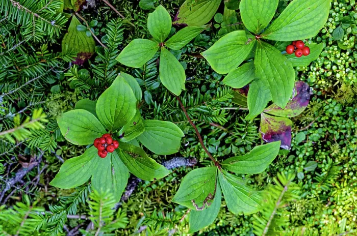 Framed Print : Quebec, Havre-Saint-Pierre, Canada. Archipelago National Park, Canadian bunchberry