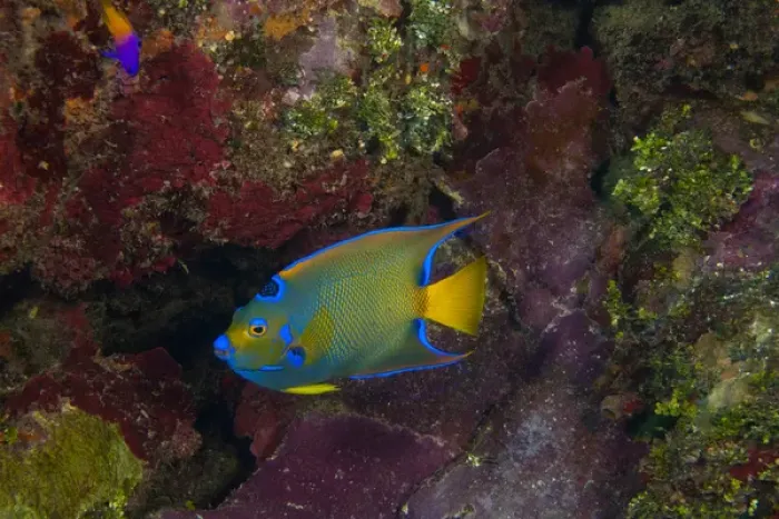 Framed Print : Queen Angelfish (Holocanthus ciliaris), Utila, North Side, Bay Islands, Honduras
