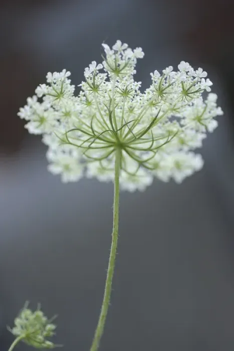 Framed Print : Queen Annes Lace Bloom