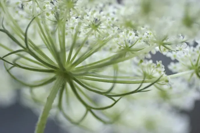 Framed Print : Queen Annes Lace Bloom Framed Print : Queen Annes Lace Bloom
