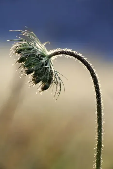 Framed Print : Queen Annes Lace in early morning