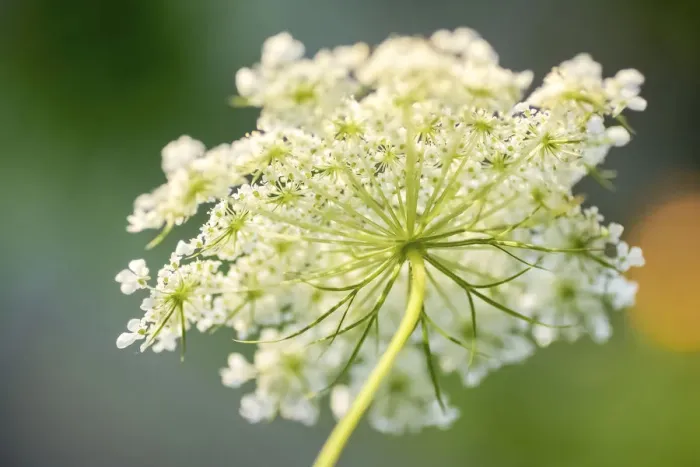Framed Print : Queen Annes lace flower Framed Print : Queen Annes lace flower