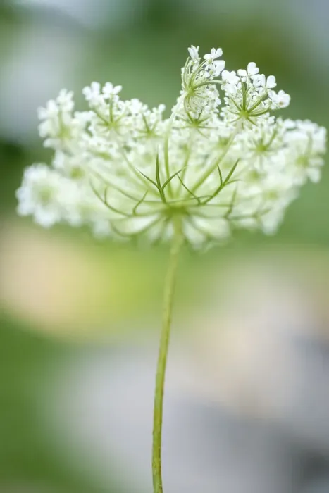 Framed Print : Queen Annes lace flower Framed Print : Queen Annes lace flower