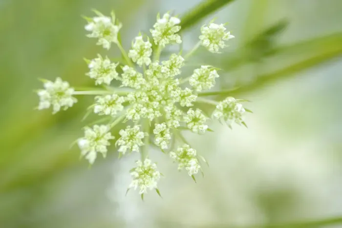 Framed Print : Queen Annes lace flower Framed Print : Queen Annes lace flower