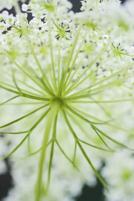 Framed Print : Queen Annes lace flower Framed Print : Queen Annes lace flower