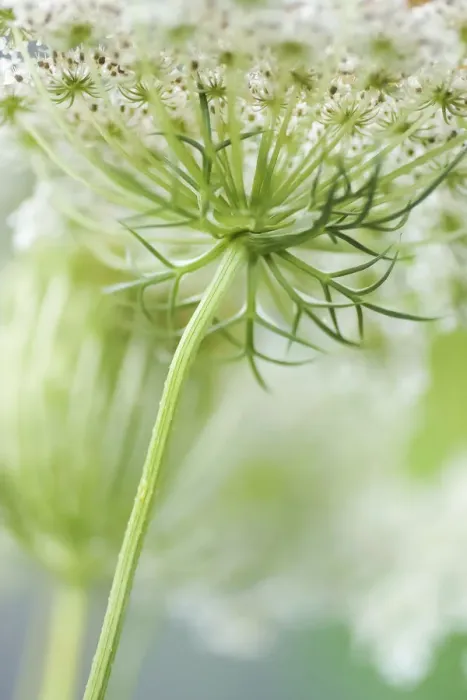 Framed Print : Queen Annes lace flower Framed Print : Queen Annes lace flower