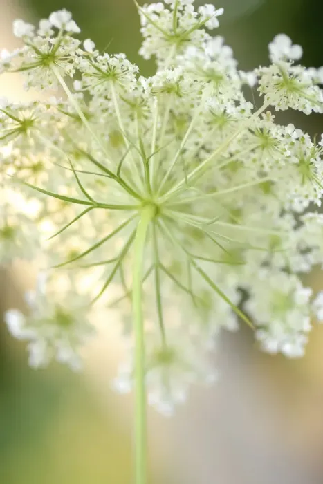 Framed Print : Queen Annes lace flower