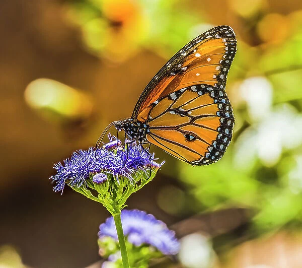 Queen butterfly on blue weed flower. Native to North and South America