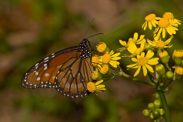 The Queen butterfly (Danaus gilippus), native to the southern United States to Panama