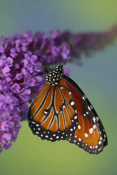 Framed Print : Queen Butterfly, Danaus gilippus Framed Print : Queen Butterfly, Danaus gilippus