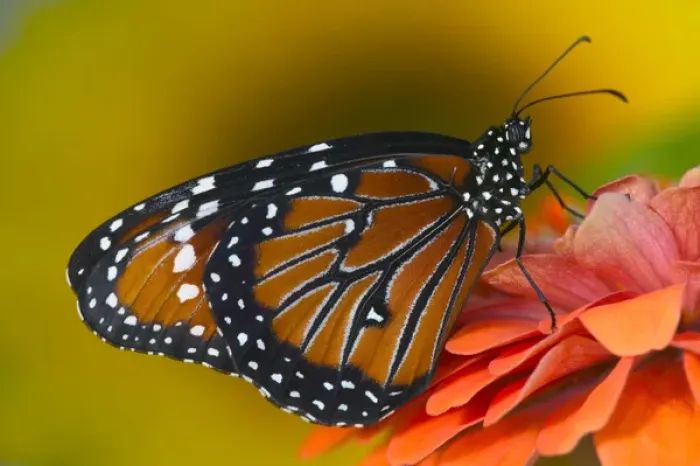 Framed Print : Queen Butterfly, Danaus gilippus