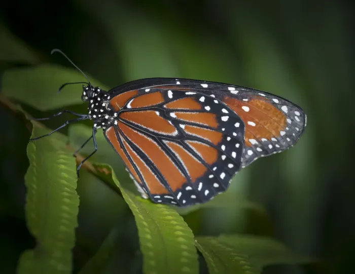 Framed Print : Queen butterfly, Danaus gilippus, Florida Framed Print : Queen butterfly, Danaus gilippus, Florida