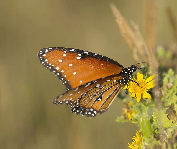 Queen butterfly getting nectar from flower, Danaus gilippus, Welder Flats, Texas