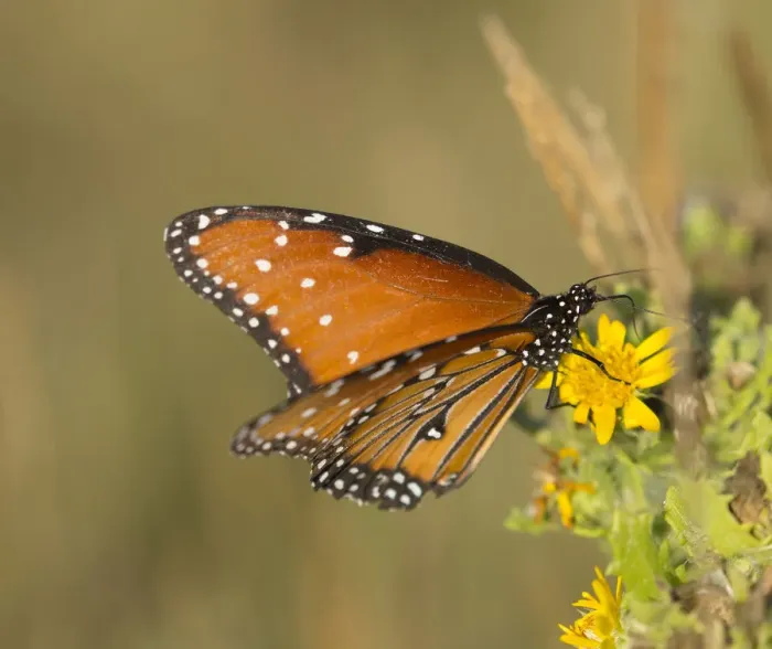 Framed Print : Queen butterfly getting nectar from flower, Danaus gilippus, Welder Flats, Texas Framed Print : Queen butterfly getting nectar from flower, Danaus gilippus, Welder Flats, Texas