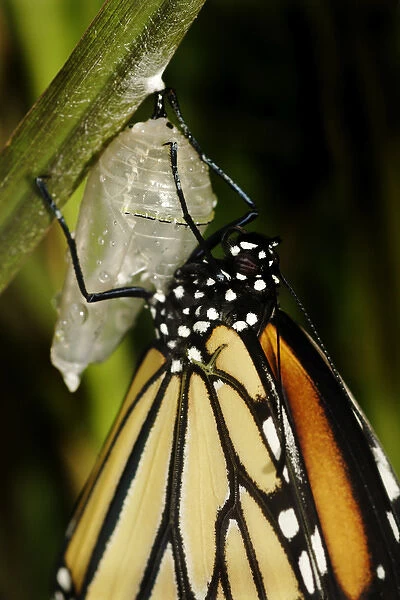Queen butterfly just emerged from chrysalis, Danaus gilippus, Central Florida garden
