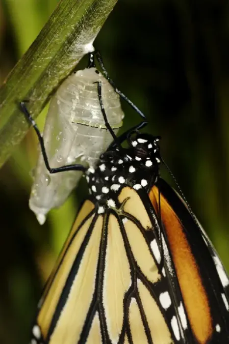 Framed Print : Queen butterfly just emerged from chrysalis, Danaus gilippus, Central Florida garden Framed Print : Queen butterfly just emerged from chrysalis, Danaus gilippus, Central Florida garden