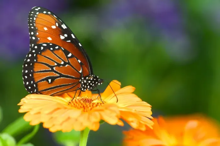 Framed Print : Queen Butterfly on marigold, Sammamish Washington