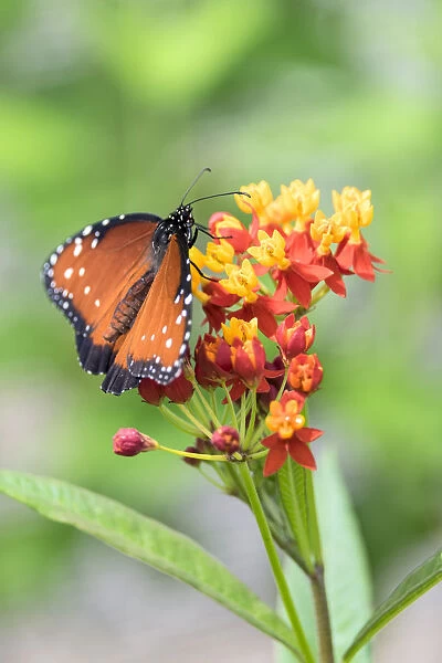 Queen butterfly, Scarlet Milkweed, USA