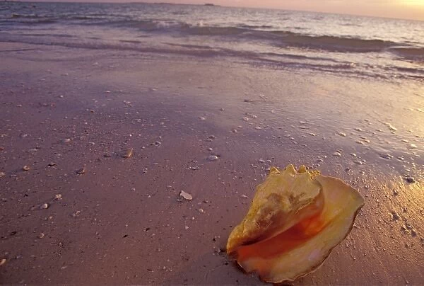 Queen conch onshore before sunset (Strombus gigas Linne) Florida