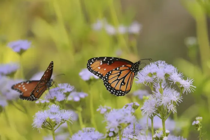 Framed Print : Queen (Danaus gilippus), adult feeding on blooming Greggs Mistflower (Conoclinium greggii) Framed Print : Queen (Danaus gilippus), adult feeding on blooming Greggs Mistflower (Conoclinium greggii)
