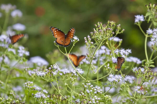 Queen (Danaus gilippus) butterflies nectaring in mist flowers, south Texas