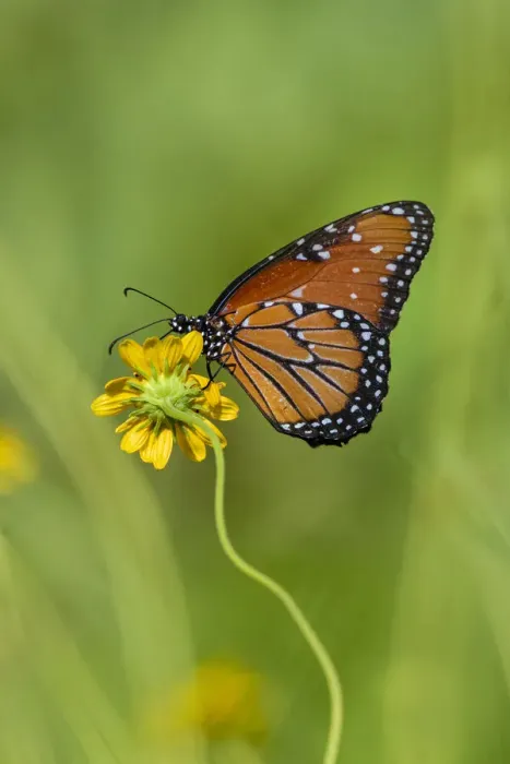 Framed Print : Queen (Danaus gilippus) butterfly on sunflower Framed Print : Queen (Danaus gilippus) butterfly on sunflower