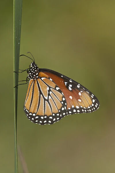 Queen (Danaus gilippus) butterfly sunning on cattail in south Texas