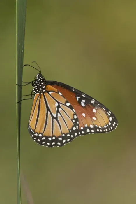 Framed Print : Queen (Danaus gilippus) butterfly sunning on cattail in south Texas
