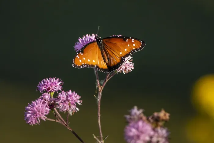 Framed Print : Queen (Danaus gilippus) feeding at aster flowers