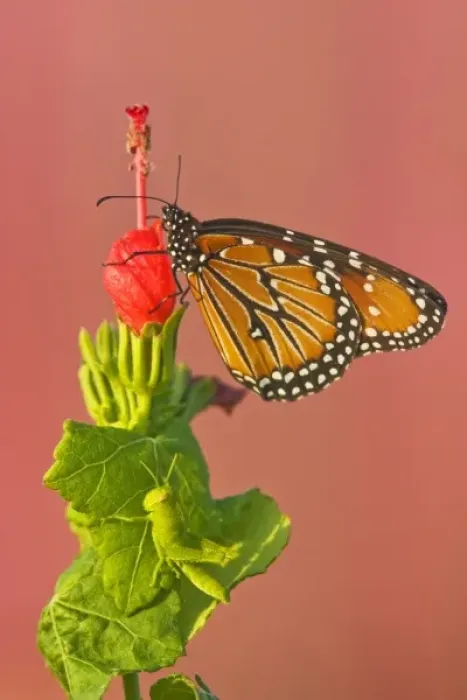 Framed Print : Queen (Danaus gilippus) nectoring on Turks Cap flower, s. Texas, USA Framed Print : Queen (Danaus gilippus) nectoring on Turks Cap flower, s. Texas, USA