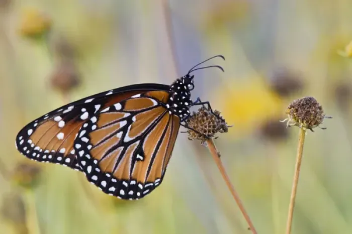 Framed Print : Queen (Danaus gilippus) resting on dried flower, s. Texas, USA