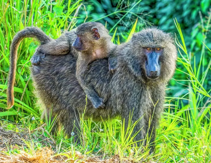 Framed Print : Queen Elizabeth National Park, Uganda, Africa. Portrait of mother baboon with baby on her back getting a ride Framed Print : Queen Elizabeth National Park, Uganda, Africa. Portrait of mother baboon with baby on her back getting a ride