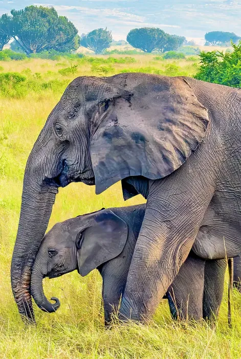 Framed Print : Queen Elizabeth National Park, Uganda, Africa. Profile portrait of baby African bush elephant nuzzling against mother's trunk