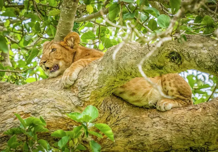 Framed Print : Queen Elizabeth National Park, Uganda, Africa. Close-up portrait of young lion cub resting in the branches of a tree Framed Print : Queen Elizabeth National Park, Uganda, Africa. Close-up portrait of young lion cub resting in the branches of a tree
