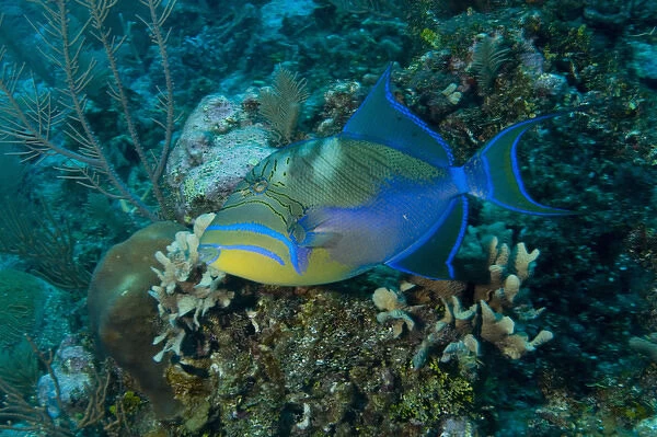 Queen Triggerfish (Balistes vetula) Ambergris Caye, Hol Chan Marine Preserve, Belize