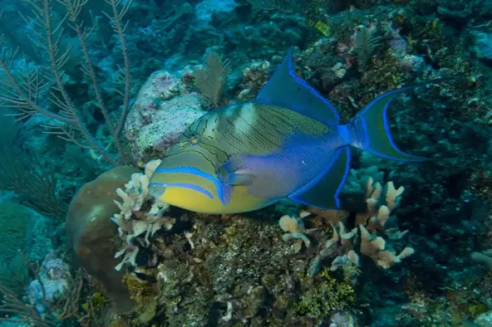 Framed Print : Queen Triggerfish (Balistes vetula) Ambergris Caye, Hol Chan Marine Preserve, Belize Framed Print : Queen Triggerfish (Balistes vetula) Ambergris Caye, Hol Chan Marine Preserve, Belize