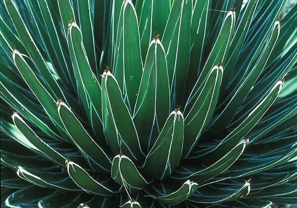 This Queen Victoria agave plant was on display at the Albuquerque botanical Gardens