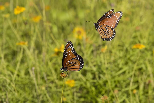 Queens (Danaus gilippus) butterfly pair in breeding activity