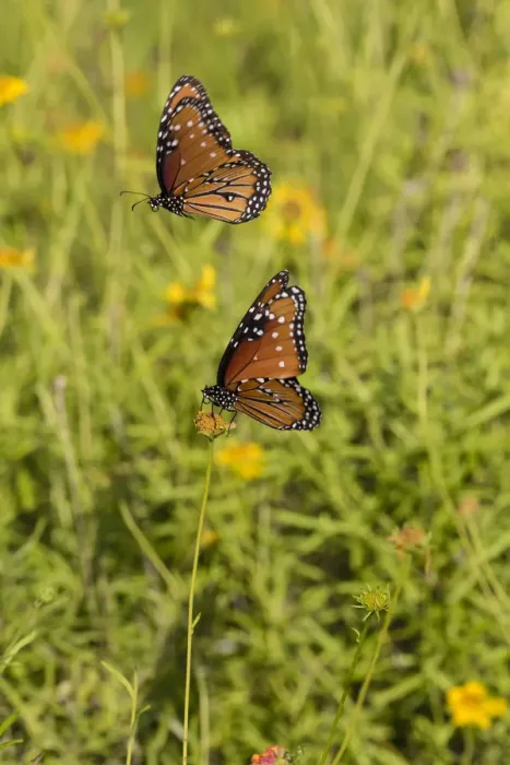 Framed Print : Queens (Danaus gilippus) butterfly pair in breeding activity Framed Print : Queens (Danaus gilippus) butterfly pair in breeding activity