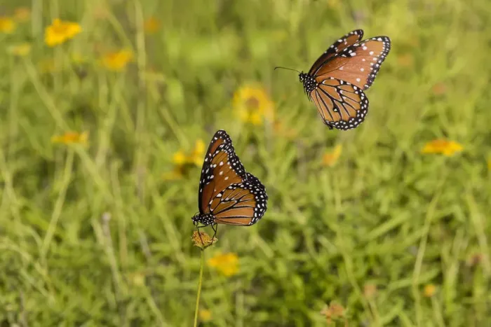 Framed Print : Queens (Danaus gilippus) butterfly pair in breeding activity Framed Print : Queens (Danaus gilippus) butterfly pair in breeding activity
